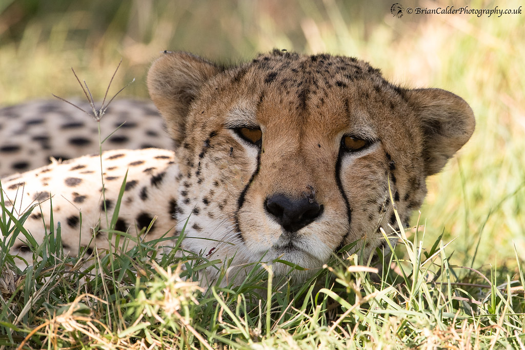 Cheetah | Cheetah trying to get some rest in the shade. Imag… | Flickr