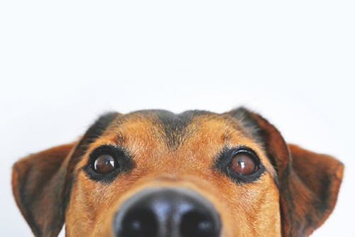 Its the Last Day of Black Friday Sale of Pure VPN Grab It, Other wise you'll regret that you did not save $578 bit.ly/purevpnbfcm #Purevpn #VPN #blackfriday2019 # Security #Care #love #Dog #Animal #blackfriday #cybermonday https://bit.ly/purevpnbfcm | by rickmartin.gt