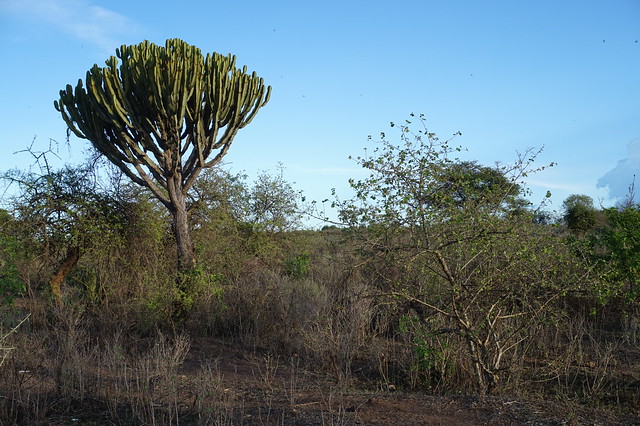 Kandelaber Baum - Euphorbia Candelabrum