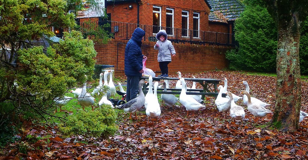 girl feeding geese in the park