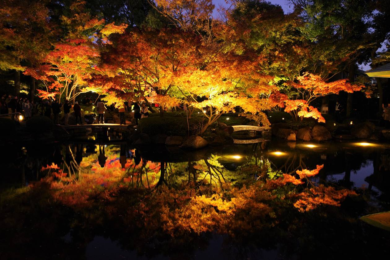 大田黒公園　池の紅葉ライトアップ