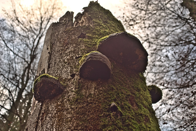 Pilze an einem abgestorbenen Baumstamm