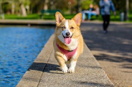 Its the Last Day of Black Friday Sale of Pure VPN Grab It, Other wise you'll regret that you did not save $578 bit.ly/purevpnbfcm #Purevpn #VPN #blackfriday2019 # Security #Care #love #Dog #Animal #blackfriday #cybermonday https://bit.ly/purevpnbfcm | by rickmartin.gt