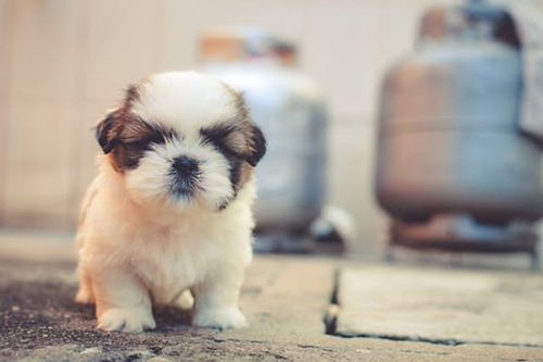 Its the Last Day of Black Friday Sale of Pure VPN Grab It, Other wise you'll regret that you did not save $578 bit.ly/purevpnbfcm #Purevpn #VPN #blackfriday2019 # Security #Care #love #Dog #Animal #blackfriday #cybermonday https://bit.ly/purevpnbfcm | by rickmartin.gt
