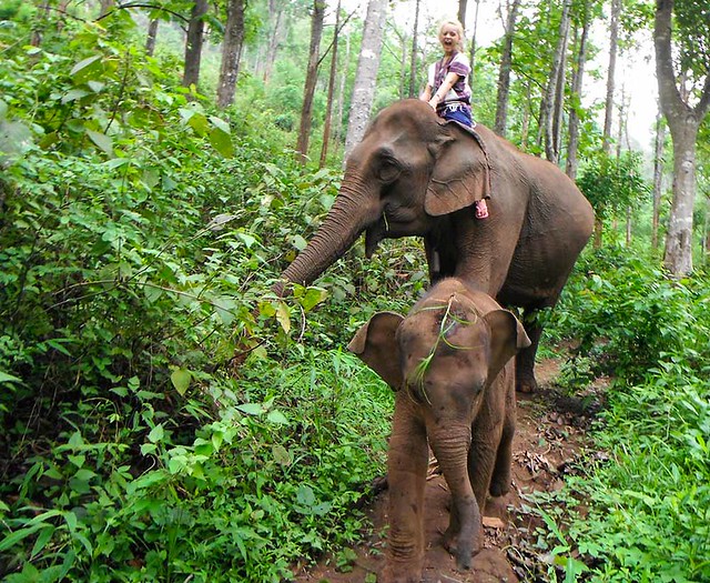 Chiang Mai Local Tours (Thailand) – Brochures, Tour Info, Price & Travellers Reviews