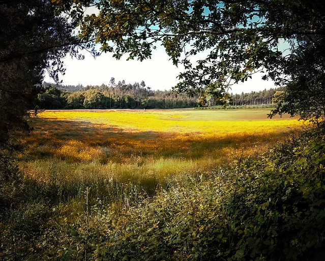 You'll forget the sun in his jealous sky as we walk in fields of gold