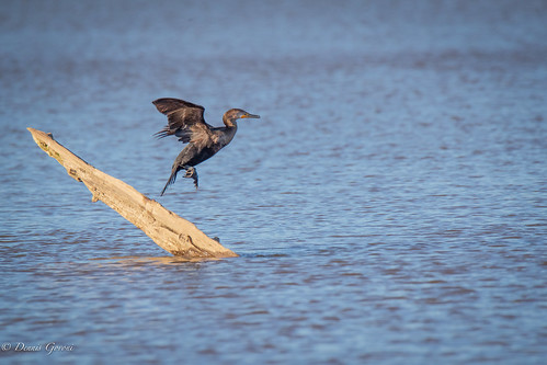 virginia action background bird cormorant fall flight jamesriver sunrise water wildlife henrico unitedstatesofamerica