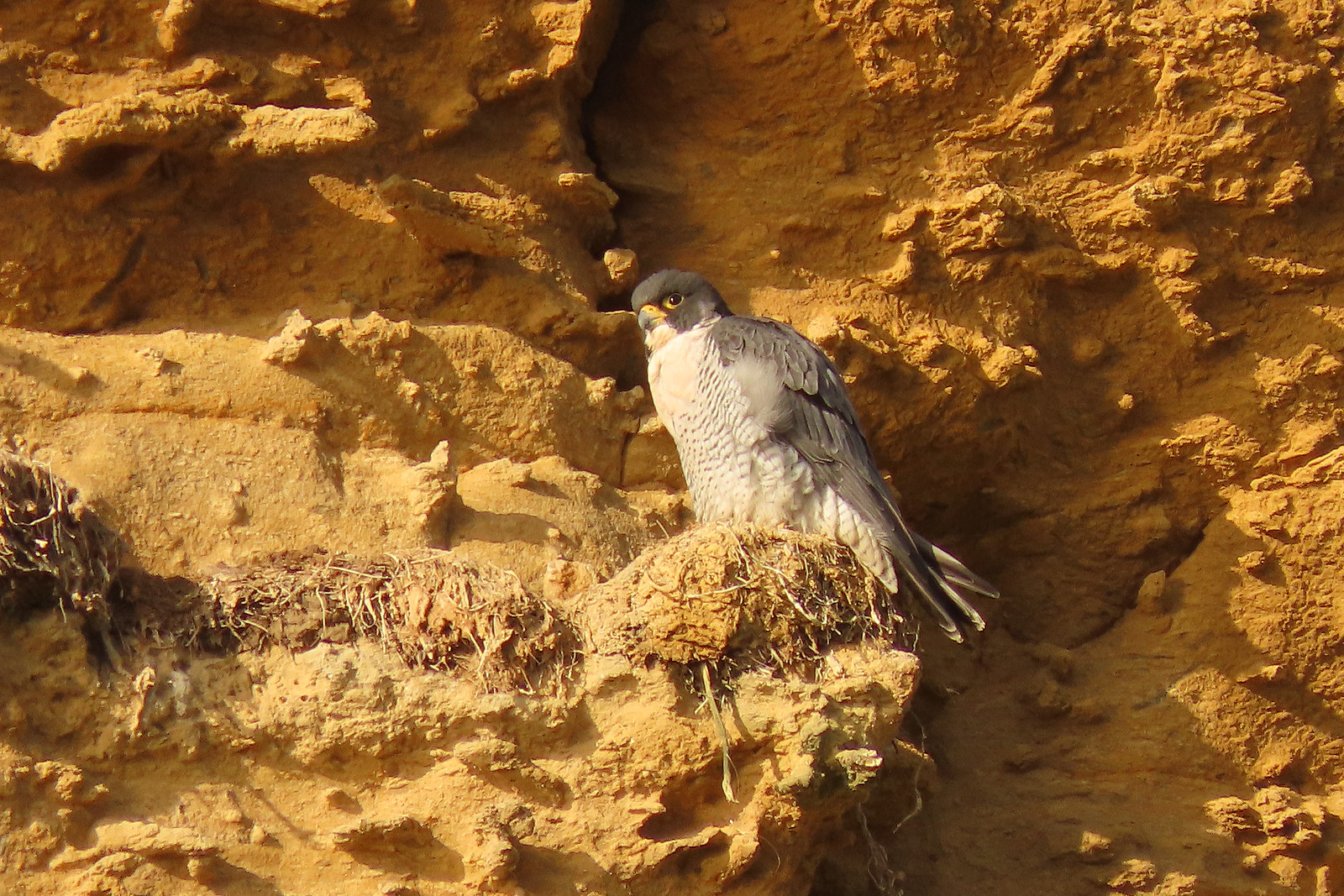 Peregrine - Falco peregrinus