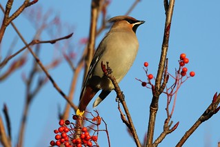 Waxwing (Bombycillidae) | by douglasconnery