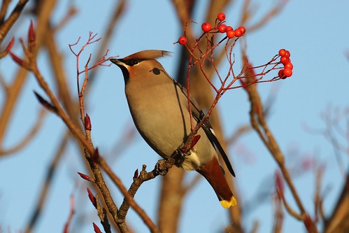 Waxwing (Bombycillidae) | by douglasconnery