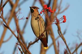 Waxwing ( Bombycillidae) | by douglasconnery
