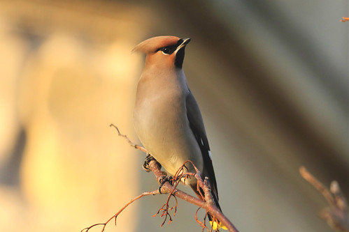 Waxwing(Bombycilidae) | by douglasconnery