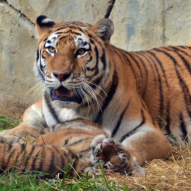 Amur tiger Mara and cub