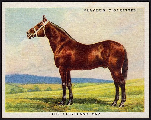 Cigarette Card - Cleveland Bay Horse