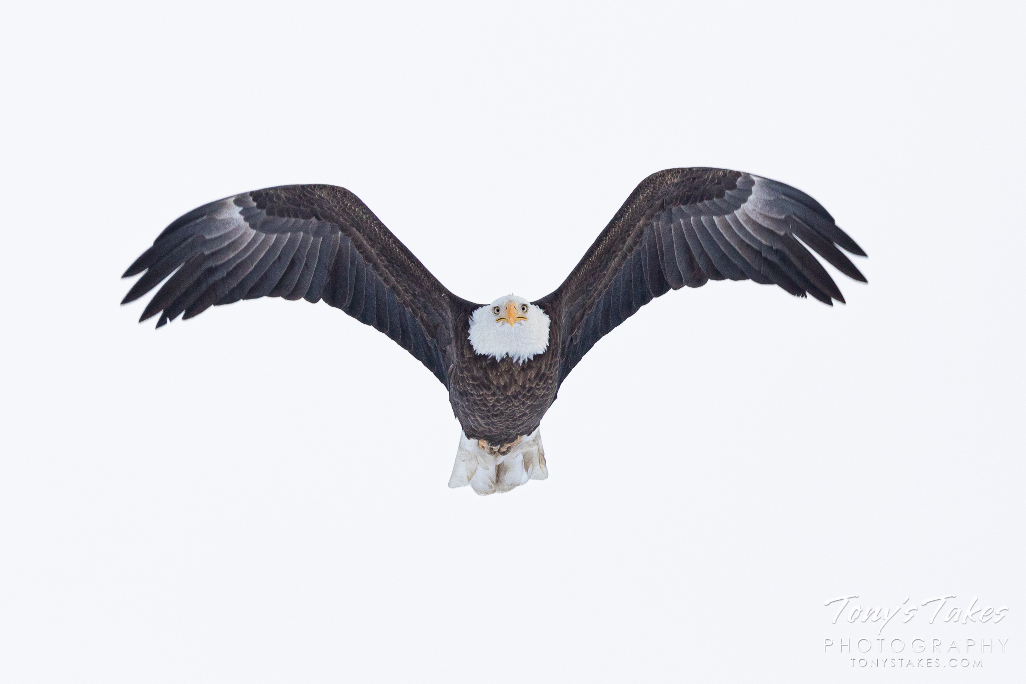 Head on bald eagle focuses on the photographer for Freedom Friday