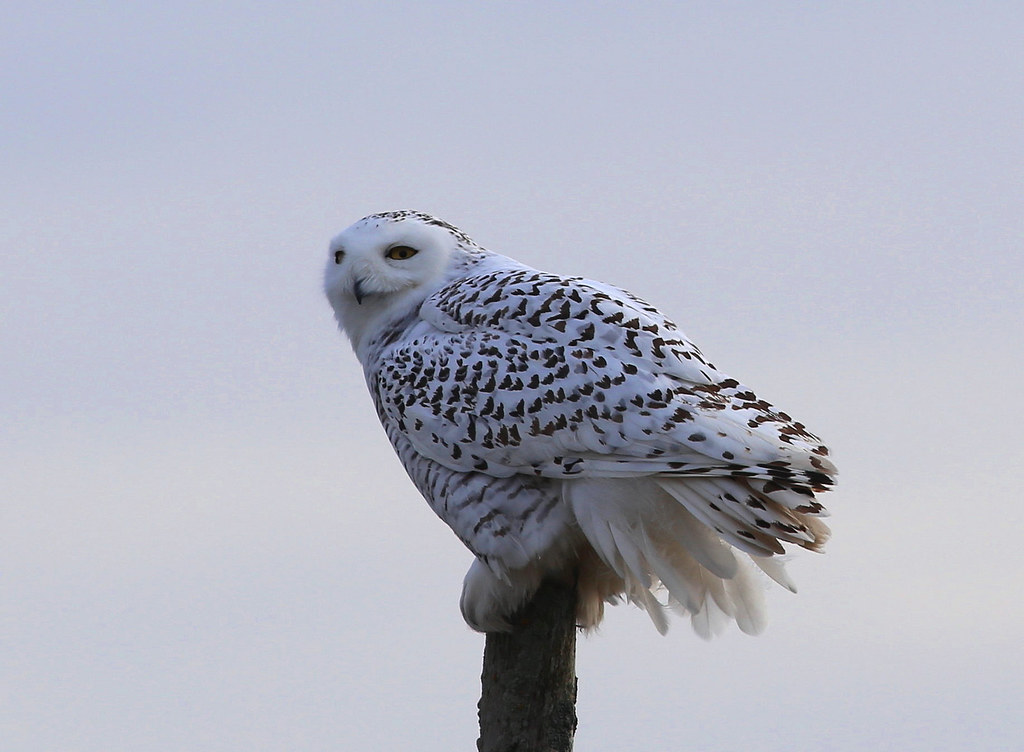 34 Species of Black and White Bird Names (ID, Photos) -    Snowy Owl (Bubo scandiacus)