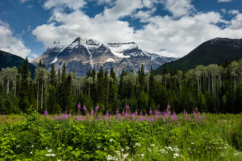 Monarch of the Canadian Rockies (Image 2), bc mtrobson mtrobsonprovincialpark cloudshroudedmountain cowparsnip fireweed glaciercladmountain mixedforest wildflowermeadow