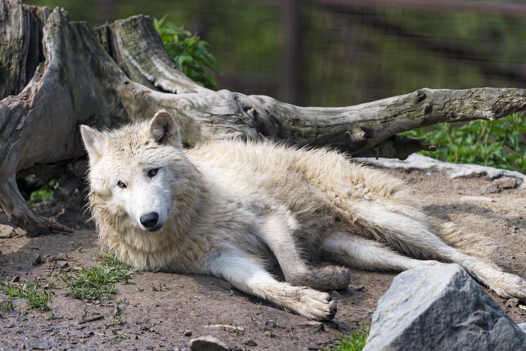 Arctic wolf lying next to a tree | One of the arctic wolves … | Flickr