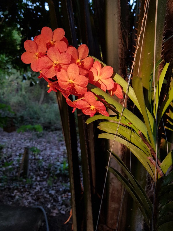 Vanda sp. Orchidaceae- orange Vanda orchid 1