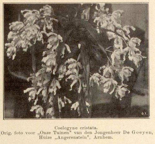 Coelogyne cristata, gekweekt in Angerenstein