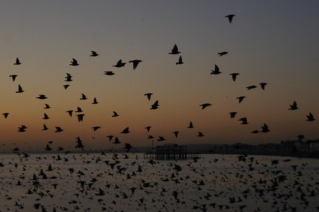 Starlings fly by