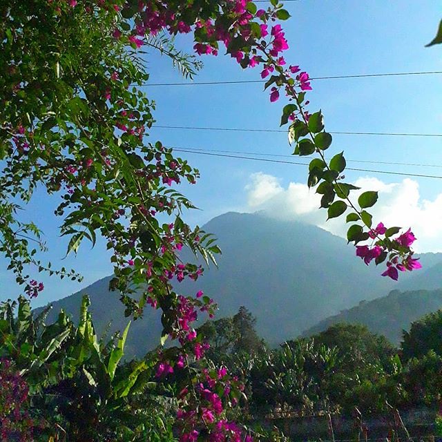 Good Morning! Pretty flowers and Volcan San Pedro on a warm December morning. . . . . #travel #locationindependent #amwriting #housesitter #digitalnomad #housesitting #petsitter #SanPedrolaLaguna #lakeatitlan #lagoatitlan