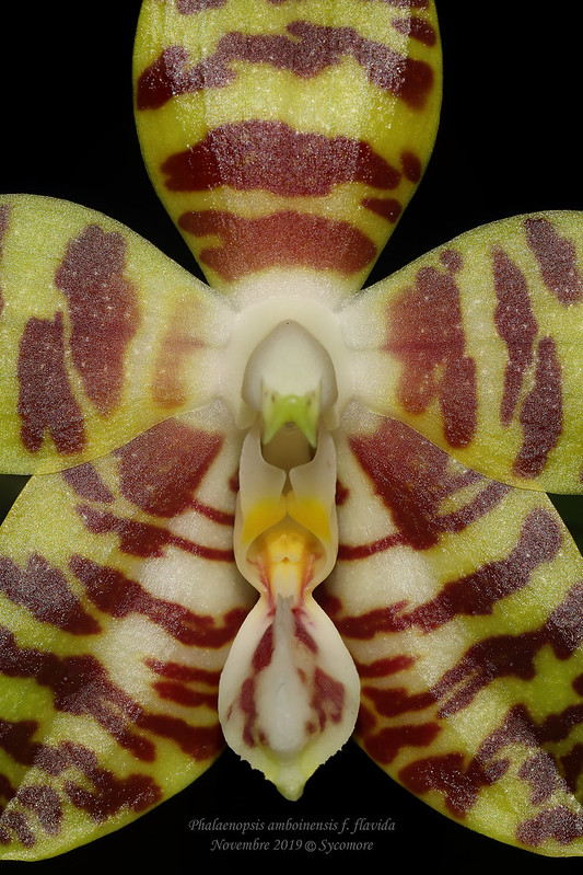 Phalaenopsis amboinensis f. flavida 49152421087_b0e75e4d00_c