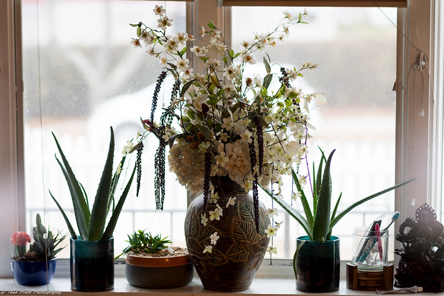 My winter's indoor plant collection