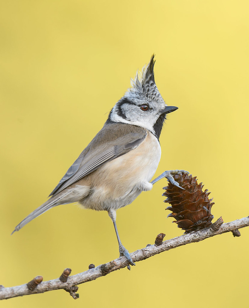 Kuifmees, Crested Tit