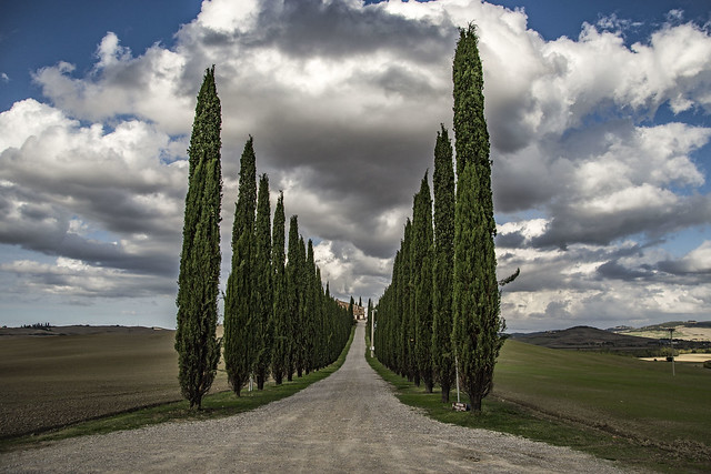 Cypresses and clouds