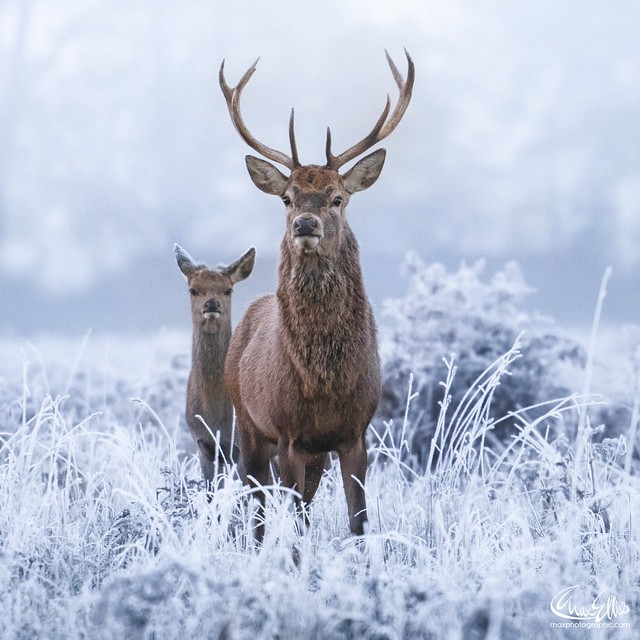 #winter #stag #deer