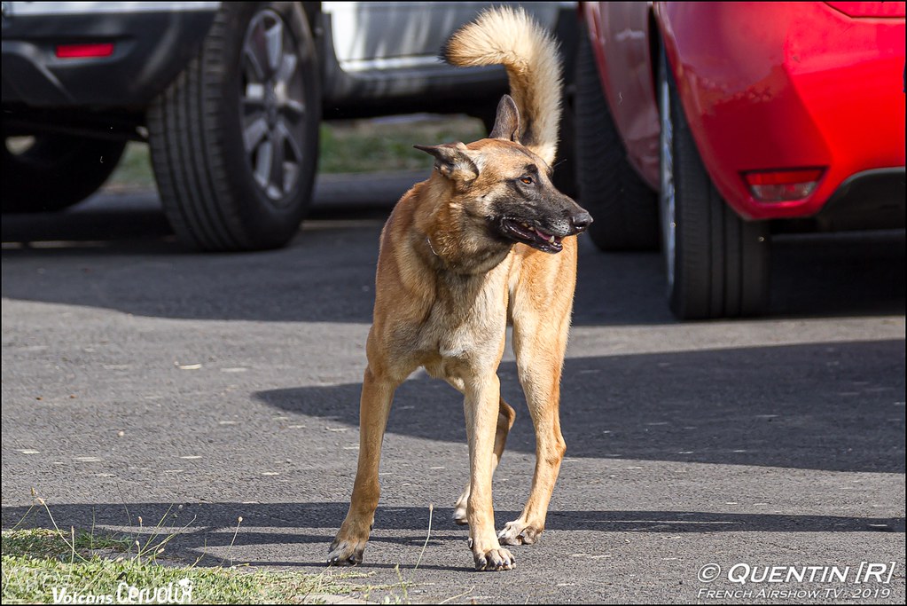 Photo canine Malinois maitre chien dog