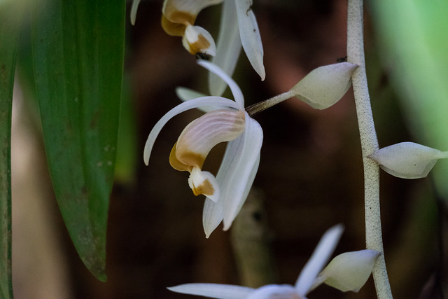 Coelogyne swaniana, eine Orchidee. Gesehen im Botanischen Garten beim Gunung Kinabalu Headquater, Sabah, Borneo