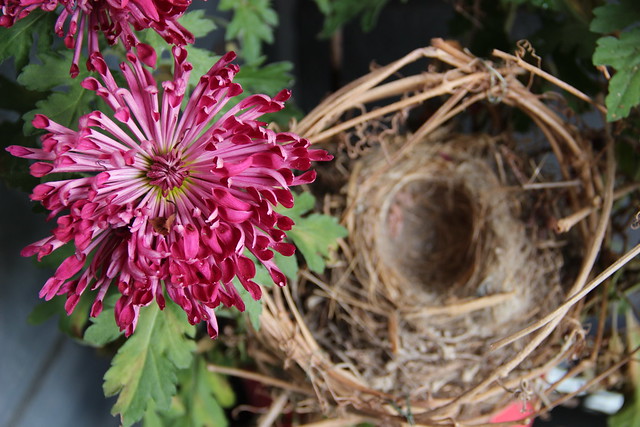 Chrysanthemums and bird's nest