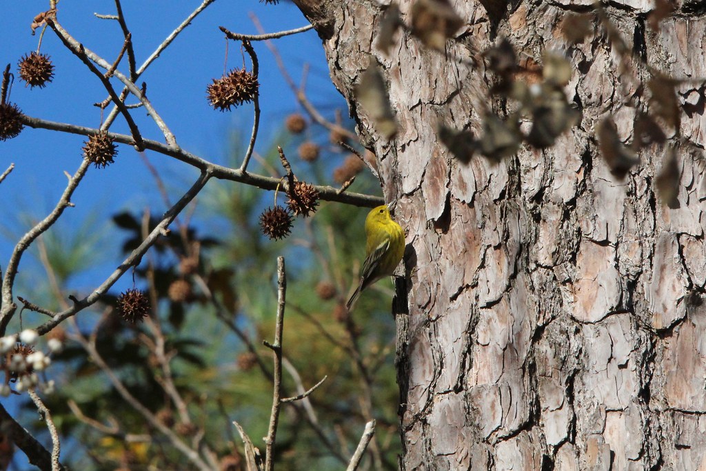 Pine Warbler Lufkin Park/Zoo