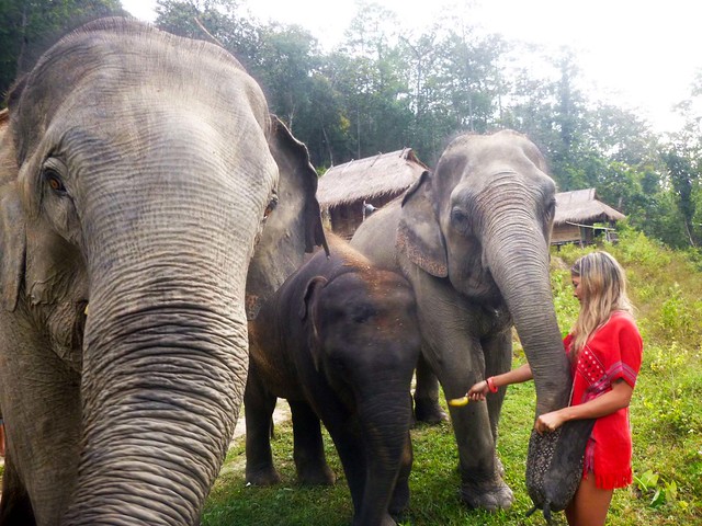 Into The Wild Elephant Camp (Chiang Mai, Thailand) – Brochure, Tour Info, Price & Reviews