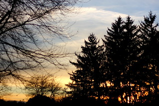 Sunset behind trees