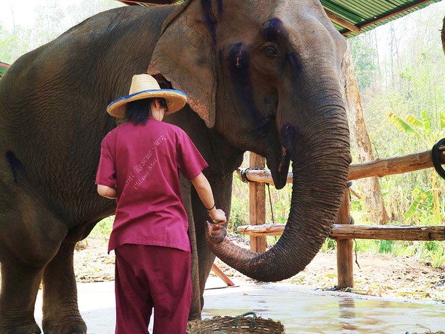 Elephant Rescue Park (Chiang Mai, Thailand) – Brochure, Tour Info, Price & Reviews