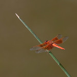 Flame Skimmer Dragonfly At Clearlake State Park.