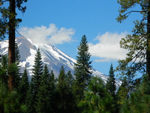 Shasta Closeup