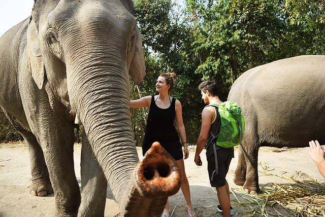 Elephant Discovery Chiang Mai (Chiang Mai, Thailand) – Brochure, Tour Info, Price & Reviews