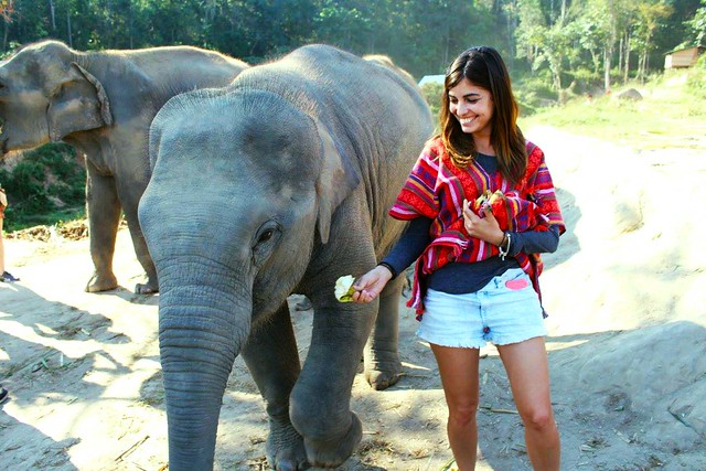 Elephant Jungle Sanctuary (Chiang Mai, Thailand) – Brochure, Tour Info, Price & Reviews