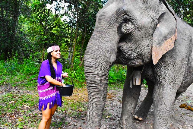 Elephants At Home (Chiang Mai, Thailand) – Brochure, Tour Info, Price & Reviews