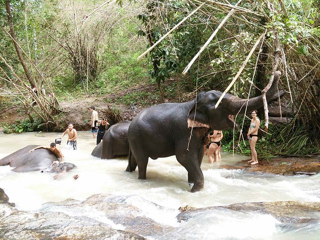HUG Elephant Sanctuary (Chiang Mai, Thailand) – Brochure, Tour Info, Price & Reviews