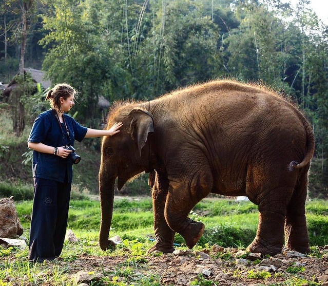 Thai Elephant Home (Chiang Mai, Thailand) – Brochure, Tour Info, Price & Reviews