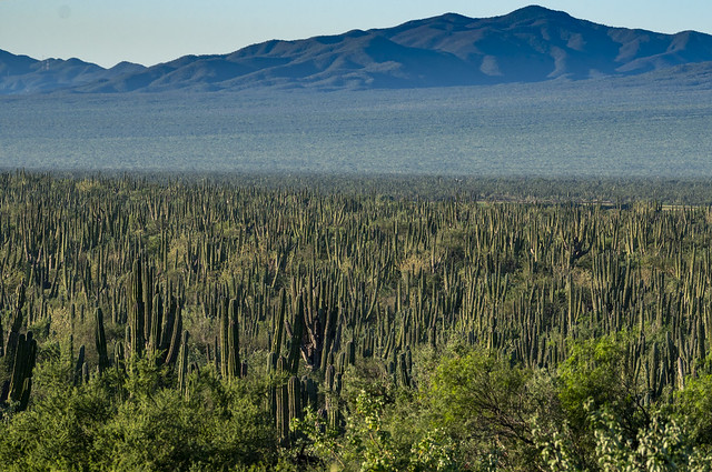Cardoso Cactus - Baja California Sur - La Ventana
