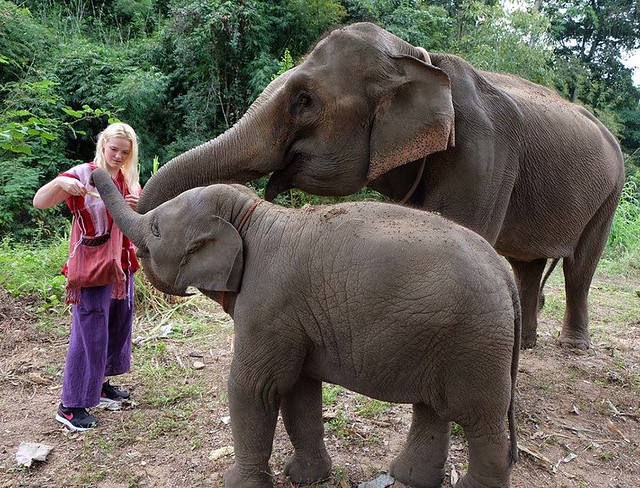 Discovery Elephant Keeper (Chiang Mai, Thailand) – Brochure, Tour Info, Price & Reviews