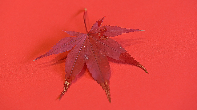 little autumn leaf of a downy japanese-maple
