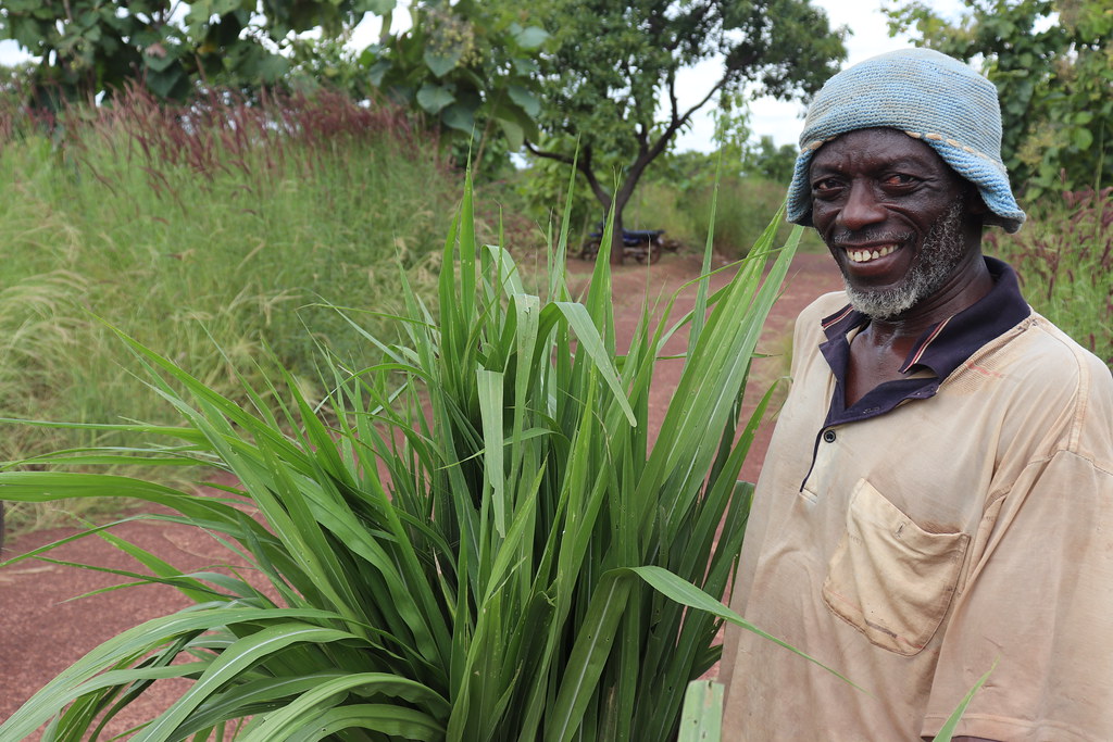 A farmer at Duko says Food Security is sure for my ruminants. Photo credit- Wilhelmina Ofori Duah -IITA