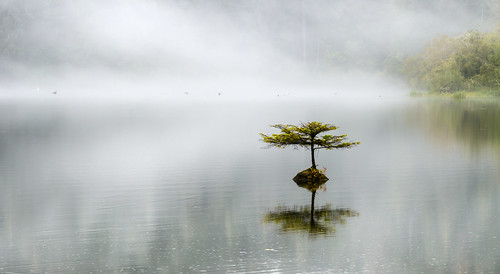 autumn mist lake canada tree nature water fog forest landscape vancouver island britishcolumbia nikon d800